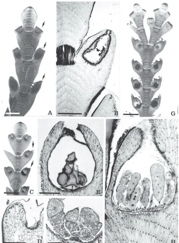 Figura  4  A-H.  Cheilosporum  sagittatum.  A.  Detalhe  de  ramo  com  conceptáculos  masculinos  em  diversos  estágios  de desenvolvimento (setas) (500 µm)