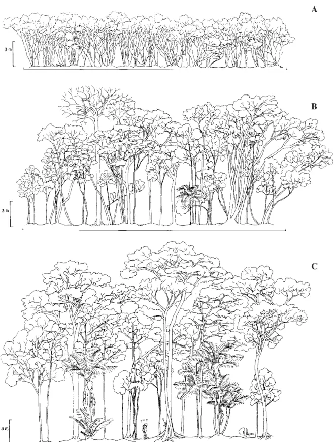 Figura 3. Perfis florestais de 30 × 5 m, no Parque Estadual da Campina do Encantado, Pariquera-Açu/SP