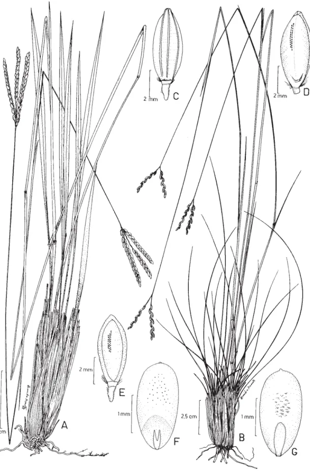 Figura 6. Paspalum dedeccae Quarín. A-B. Hábito, mostrando extremos de variação morfológica; C