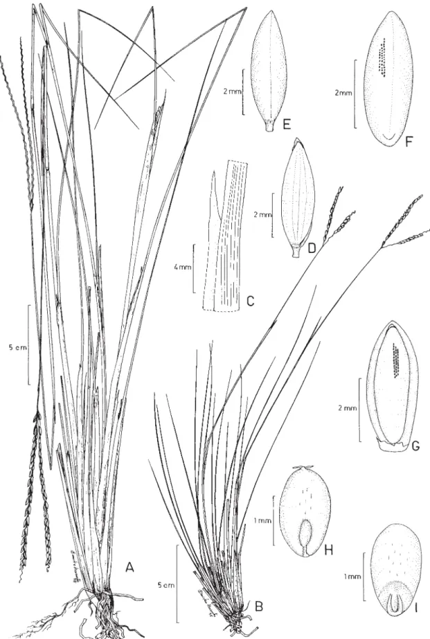 Figura 8. Paspalum filifolium Nees. A-B. Hábito, mostrando extremos de variação morfológica; C