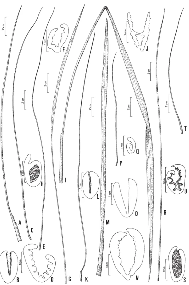 Figura 1. Lâminas foliares e esquemas de cortes transversais. A-B. P. filifolium; C-D