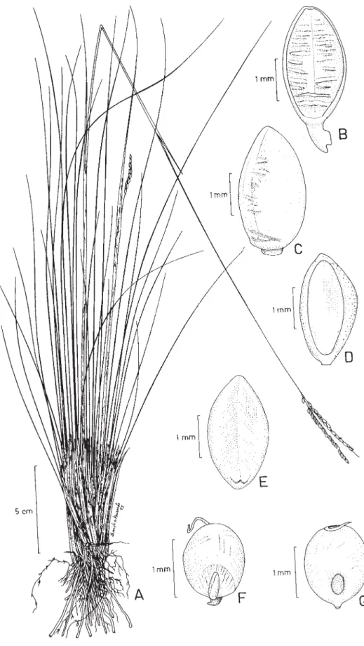 Figura 3. Paspalum approximatum Döll. A. Hábito; B. Espigueta, mostrando lema I; C. Espigueta, mostrando gluma II; D.