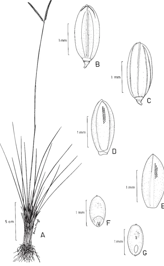 Figura 5. Paspalum crispulum Swallen. A. Hábito; B. Espigueta, mostrando lema I; C. Espigueta, mostrando gluma II; D.