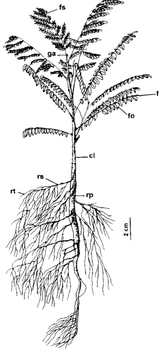 Figura 2. Aspectos da germinação, plântula e planta jovem de Dimorphandra mollis Benth