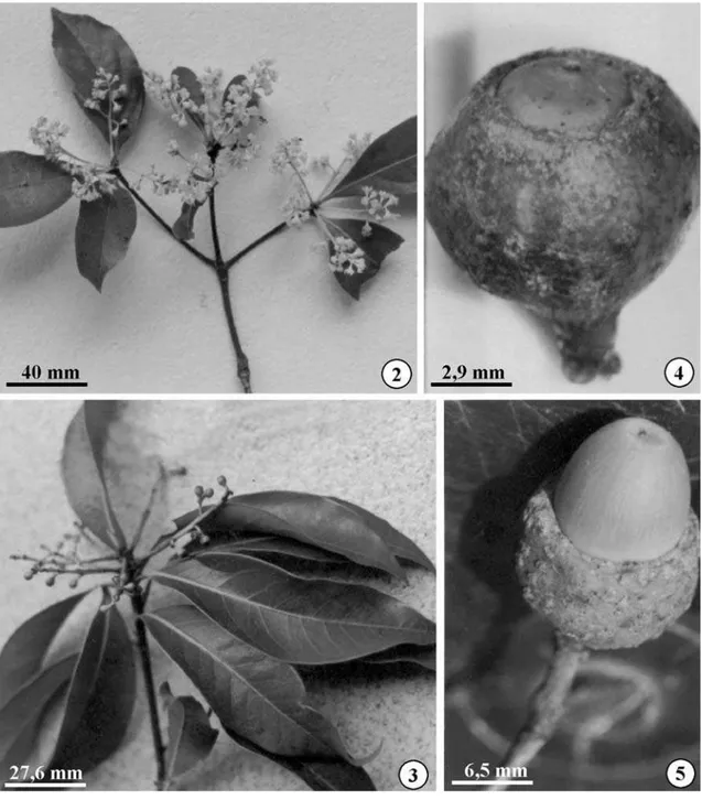 Figura 2-5. Desenvolvimento do fruto da canela sassafrás (Ocotea odorifera Mez). 2. Ramo com inflorescência em plena floração.