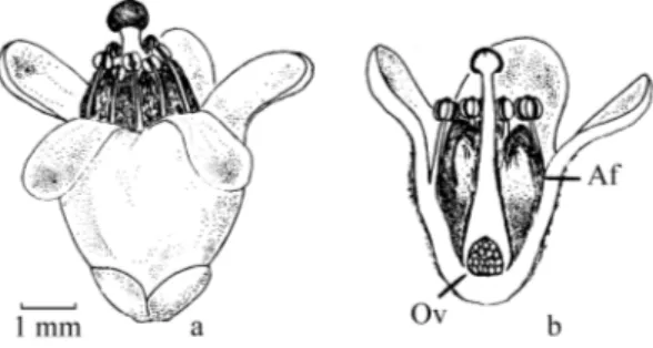 Figura 1. Morfologia floral de Casearia grandiflora. a) aspecto geral da flor aberta; b) corte longitudinal mostrando a estrutura da flor, com afigurações inter-estaminais (Af) e o ovário (Ov).