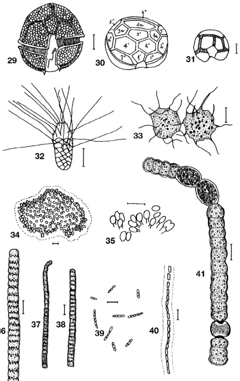 Figura 40. P. catenata. Figura 41. Anabaena solitaria. Escalas = 10 µm.