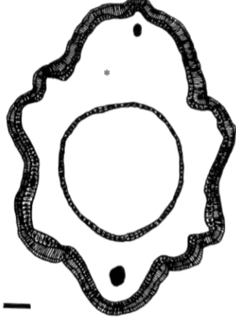 Figura 5. Representação esquemática de um corte transversal da semente de Senna spectabilis var