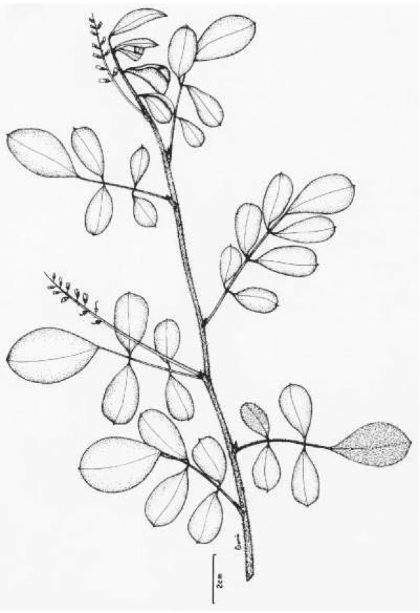 Figura 14. Aspecto do ramo de I. hirsuta (B. M. Andrade 12, SP).