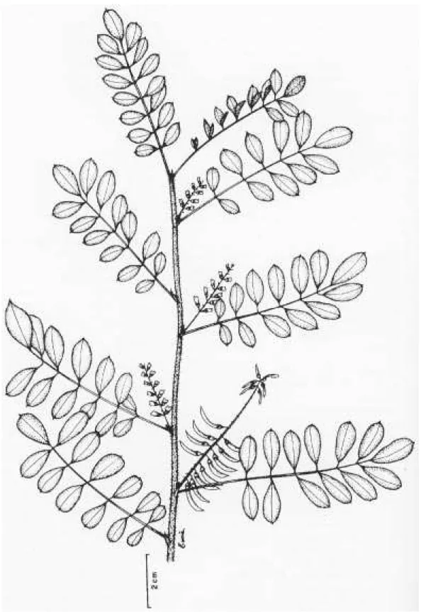 Figura 17. Aspecto do ramo de I. suffruticosa subsp. suffruticosa (W.G. Houk &amp; J. Santoro s/n, IAC 499).