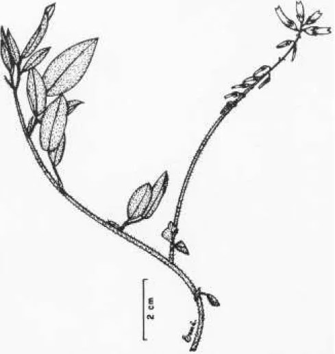 Figura 11. Aspecto do ramo de I. asperifolia (J. Mattos 14114, SP).