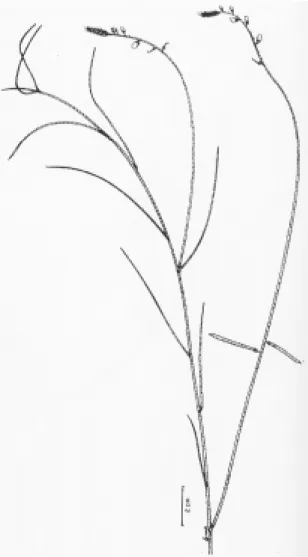 Figura 12. Aspecto do ramo de I. bongardiana var. bongardiana (W. Mantovani 1073, SP).