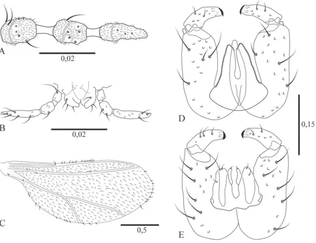 FIGurA 1: Dasineura occulta sp. nov., macho: (A) antena, região distal; (b) palpo; (c) asa; (d) terminália, vista ventral; (e) terminália,  vista dorsal