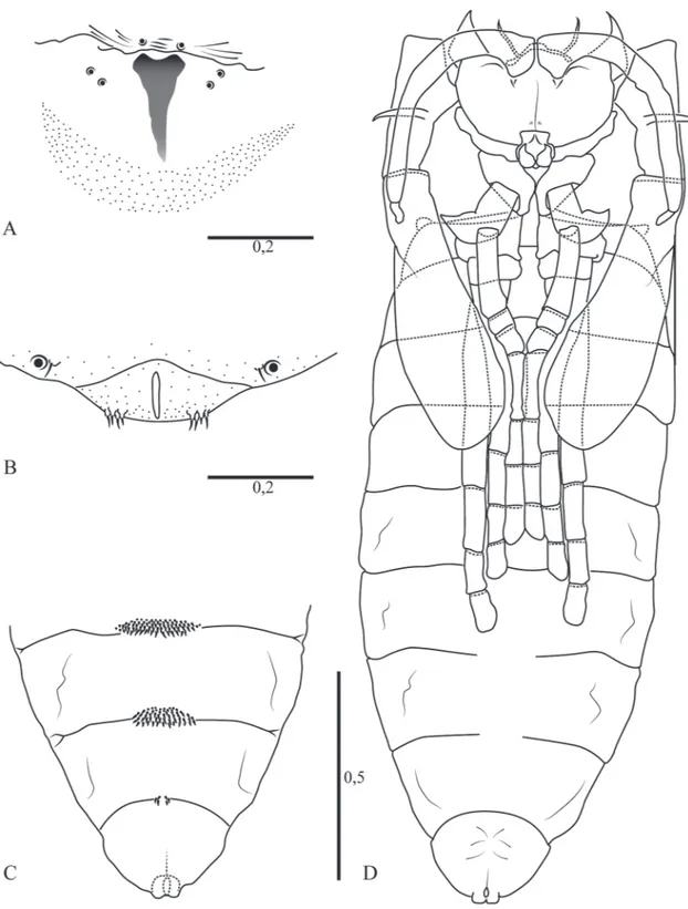 FIGurA 3: Dasineura occulta sp. nov., larva: (A) espátula; (b) ânus, vista ventral; pupa: (c) região posterior, vista dorsal; (d) vista ventral; 