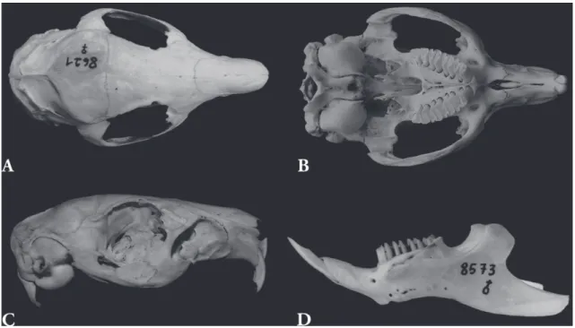 FIGURA 11: Cavia magna. A) Vista dorsal do crânio (AX 8621; comprimento total = 71,6 mm)