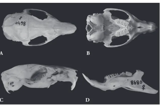 FIGURA 13: Cavia fulgida. Vista dorsal (A), ventral (B) e lateral direita (C) do crânio (AX 8640; comprimento total = 57,9 mm)