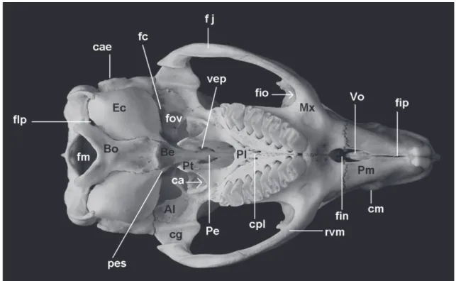 FIGURA 3: Vista ventral do crânio de Cavia aperea (AX 8534; comprimento total = 62,2 mm).