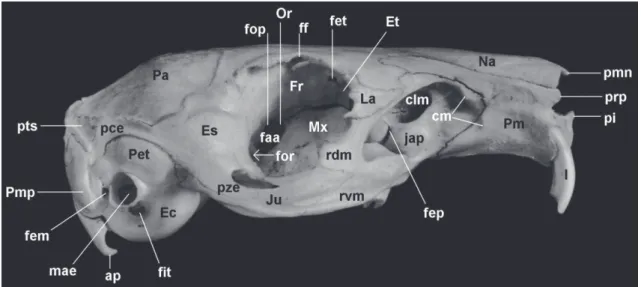 FIGURA 5: Vista lateral direita, oblíqua, do crânio de Cavia aperea  (AX 8534; comprimento total = 62,2 mm).