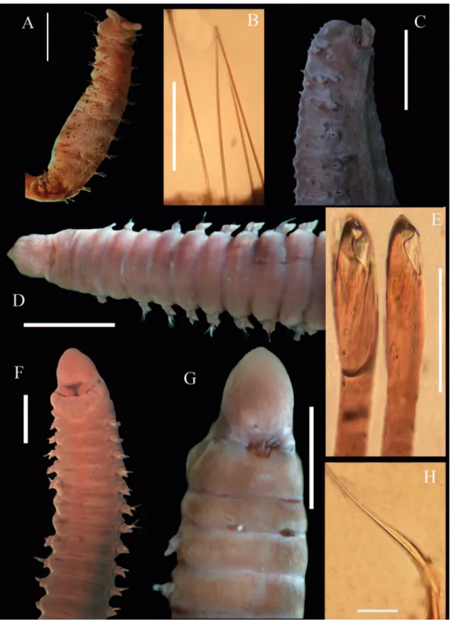 FIGURA 3: Flabelligeridae: A = Vista ventral de Bradabyssa sp., B = Notocerda de Bradabyssa sp., C = Vista ventral de Bradabyssa sp