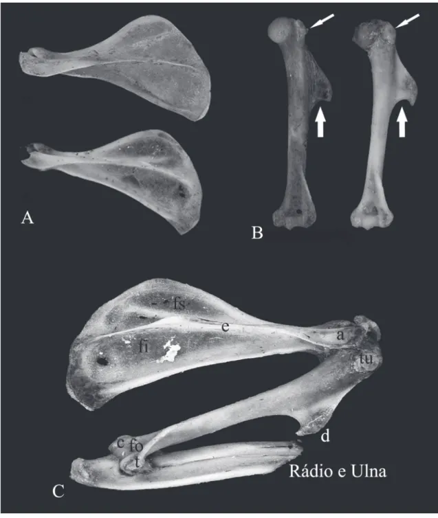 FIGURA 5: A) escápulas direitas em vista dorsal: em cima O. nigripes, embaixo O. flavescens; B) úmeros direitos em vista posterior de  O