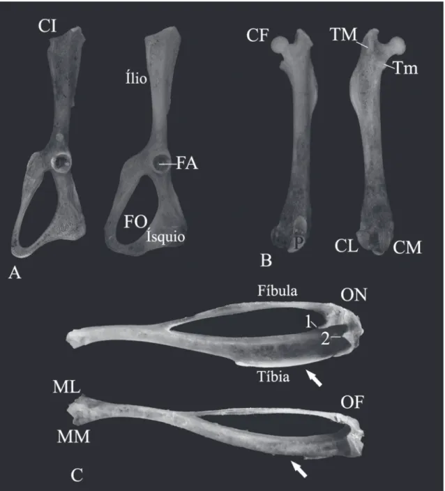 FIGURA 6: A) Vista lateral da metade esquerda do osso do quadril formado pelos três ossos primários: ílio, ísquio e púbis (P) de O