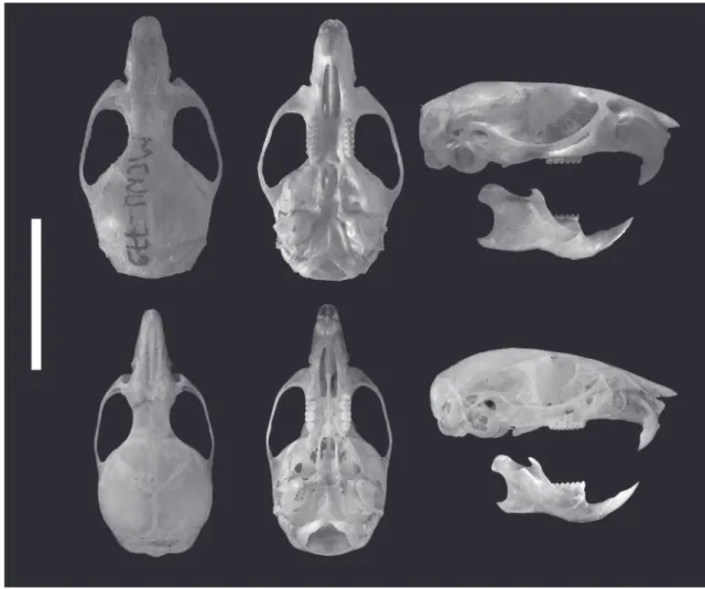 FIGURA 3: Em cima: vista dorsal, ventral e lateral de sincrânio de O. nigripes. Em baixo: vista dorsal, ventral e lateral de sincrânio de  O