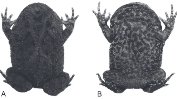 FIGurA 3: Vista dorsal (A) e ventral  (b) de um exemplar macho de  Proceratophrys concavitympanum (MZUFV 9548, CRC = 43,84)  coletado em Aripuanã, Mato Grosso, Brasil.