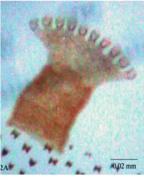 FIgurA  2:  Alguns  aspectos  da  morfologia  externa  de  larvas  de  C.  megacephala