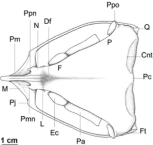 FIguRA 2:  Vista  dorsal  do  crânio  de  Nyctibius  grandis  UMMZ  208494. Legenda: Cnt = Crista nucal transversa; Df = Depressão  frontal;  Ec =  Ectetmóide;  F =  Frontal;  Ft =  Fossa  temporal;  L =  Lacrimal; M = Maxilar; N = Nasal; P = Parietal; Pa 