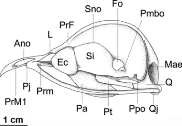 FIguRA 7:  Vista  lateral  do  crânio  de  Nyctibius  leucopterus  LSUMZ  165791.  Legenda:  Ano =  Abertura  nasal  óssea;  Ec =  Ectetmóide;  Fo =  Forame  óptico;  L =  Lacrimal;  Mae =  Meato  acústico  externo;  Pa =  Palatino;  Pj =  Projeção  do  ju