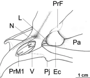 FIguRA 15: Vista rostrolateral de Nyctibius  leucopterus LSUMZ  165791. Legenda: Ec = Ectetmóide; L = Lacrimal; N = Nasal; Pa =  Palatino;  Pj =  Projeção  do  jugal;  PrF =  Proeminência  do  frontal; 