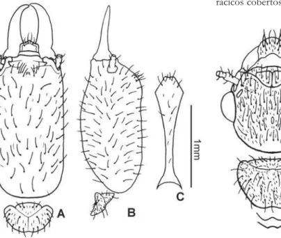 FIGURA 12. Alado de C. parvignathus, A. vista dorsal da cabeça,  pronoto e margens posteriores do metanoto e mesonoto, B