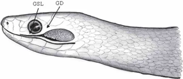 FIGURA 1.  Esquema ilustrativo da relação existente entre a glândula supralabial (GSL) e a glândula de Duvernoy (GD) de um colubrídeo opistoglifodonte.