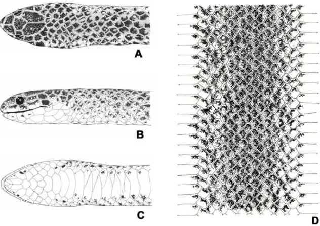 FIGURA 2. Holótipo de Atractus edioi sp. n.. Vistas dorsal (A), lateral (B) e ventral (C) da cabeça e padrão de colorido dorsal e ventral do corpo (D).