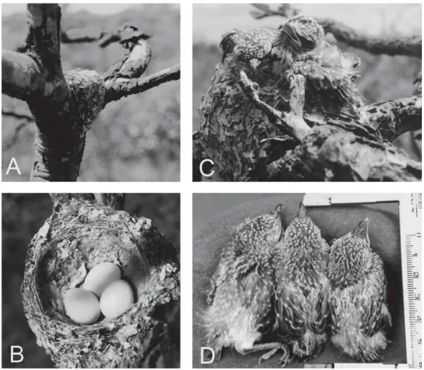 FIGURA 2. A – Ninho de Suiriri affinis disposto na axila de um ramo; B – Ninho e ovos; C – Ninhegos no ninho