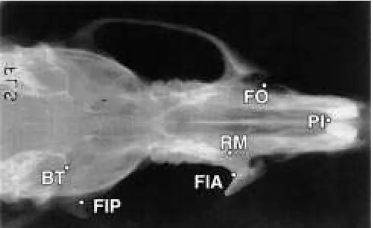 FIGURA 1 - Tomada radiográfica axial do crânio. PI = ponto incisal; FO = forame infra-orbitário; RM = raiz  me-sial do primeiro molar; FIA = fossa infratemporal  ante-rior; FIP = fossa infratemporal posteante-rior; BT = bula  tim-pânica.
