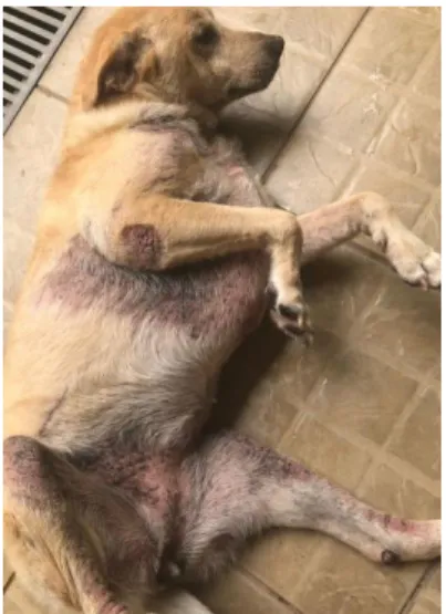 Figure 1: The patient reported. 