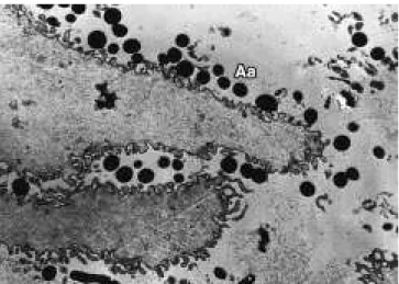 FIGURA 3 - Micrografia eletrônica de transmissão, con- con-trastada com acetato de uranila e citrato de chumbo,  ob-servando-se células de A