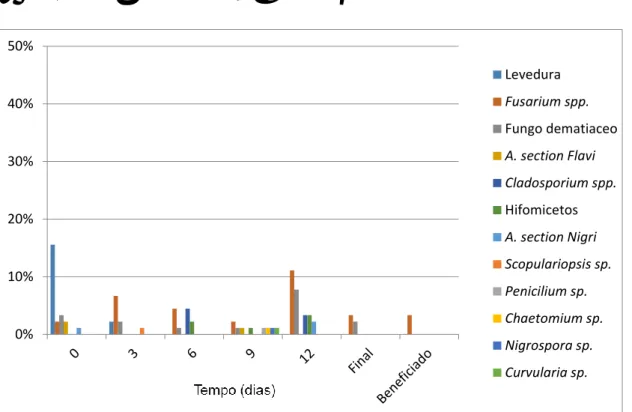 Figura 2. Porcentagem (%) de infecção fúngica (fungos filamentosos e leveduras) do café cereja  descascado (CD) durante diferentes dias de secagem