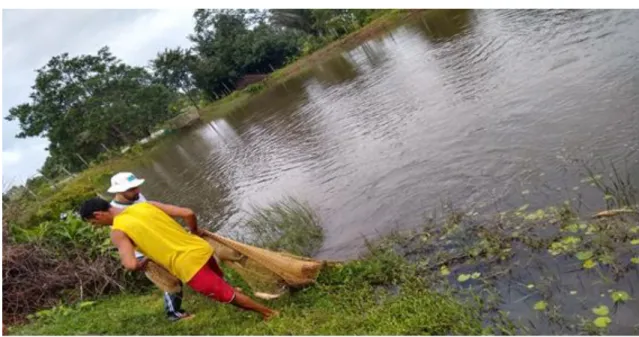 Figura 6: Piscicultura a criação de peixe local e tambaqui Colossomu macropomum 