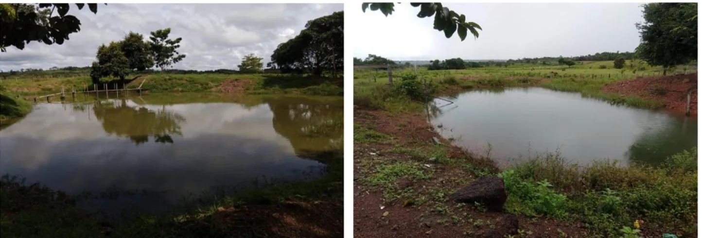 Figura 3.  Imagens dos açudes utilizados para a criação de peixes no município de Alenquer, Pará