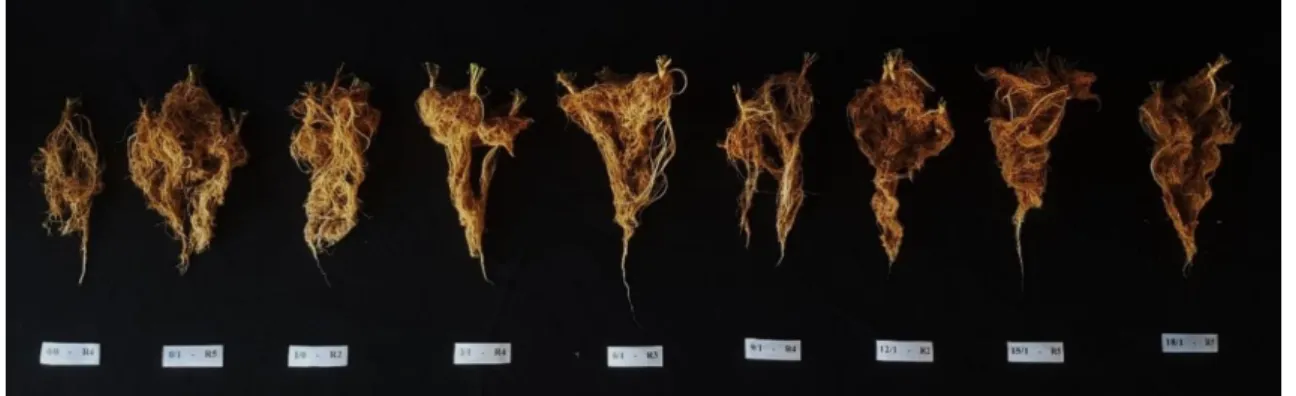 Figure 11. Roots of alfalfa cv. Creole at 79 days after emergence (final cut). Treatments: 0/0, 0/1, 1/0, 3/1,  6/1, 9/1, 12/1, 15/1 and 18/1, respectively