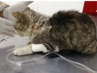 Figura 2 –  Felino doméstico errante com lesões cutâneas em pescoço e cabeça, diagnosticado com  Sarna Notoédrica na cidade de São Paulo, SP