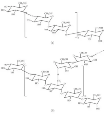 Figura 1. Estrutura química da amilose (a) e amilopectina (b)  Fonte: Corradini, et al., 2005 