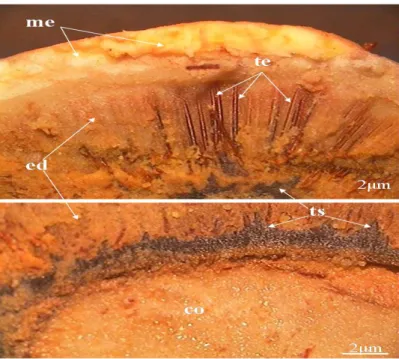 Figure 5. Photomicrographs of the fruit and the seed of pequiá in transversal section: mesocarp (me); endocarp  (ed); endocarpic trichomes (te); sead coat (ts); cotyledon (co)