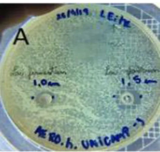 Figura 1: Halos de inibição de Lactobacillus fermentum (10mm) e Lactobacillus plantarum (15mm), inoculados  em meio (leite 10%) frente a A
