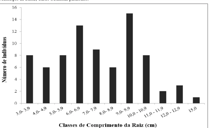 Figura  4  –  Classes  de  comprimento  da  raiz  de  H.  impetiginosus  30  dias  após  a  semeadura  no  Viveiro  do  Laboratório de Ecologia e Botânica, pertencente ao Centro de Desenvolvimento Sustentável do Semiárido, no  Município de Sumé, Cariri Oci