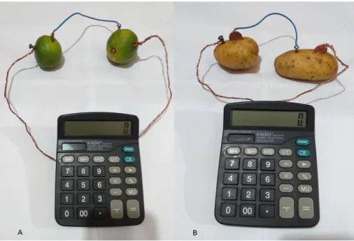Figura 2- Teste da pilha realizando um circuito em série. A) Teste da pilha utilizando limão e  B) utilizando batata.
