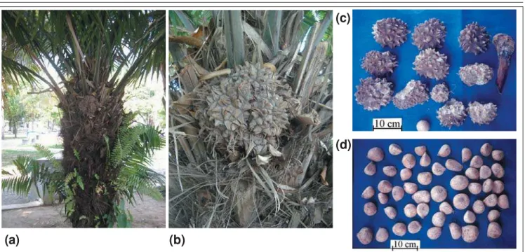 Figura 1 - (a) Palmeira jarina localizada na Praça Plácido de Castro no centro de Rio Branco, Acre; (b) Cacho de frutos da palmeira jarina; (c) Frutos da palmeira jarina; (d) Sementes da palmeira jarina ainda com a casca mais externa.