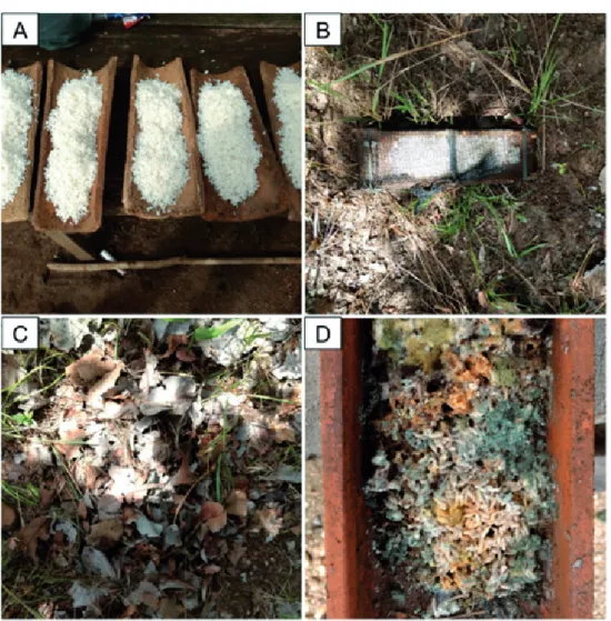 Figure 1 – (A) Substrate used to capture EM. (B) Container with substrate deposited in the forest